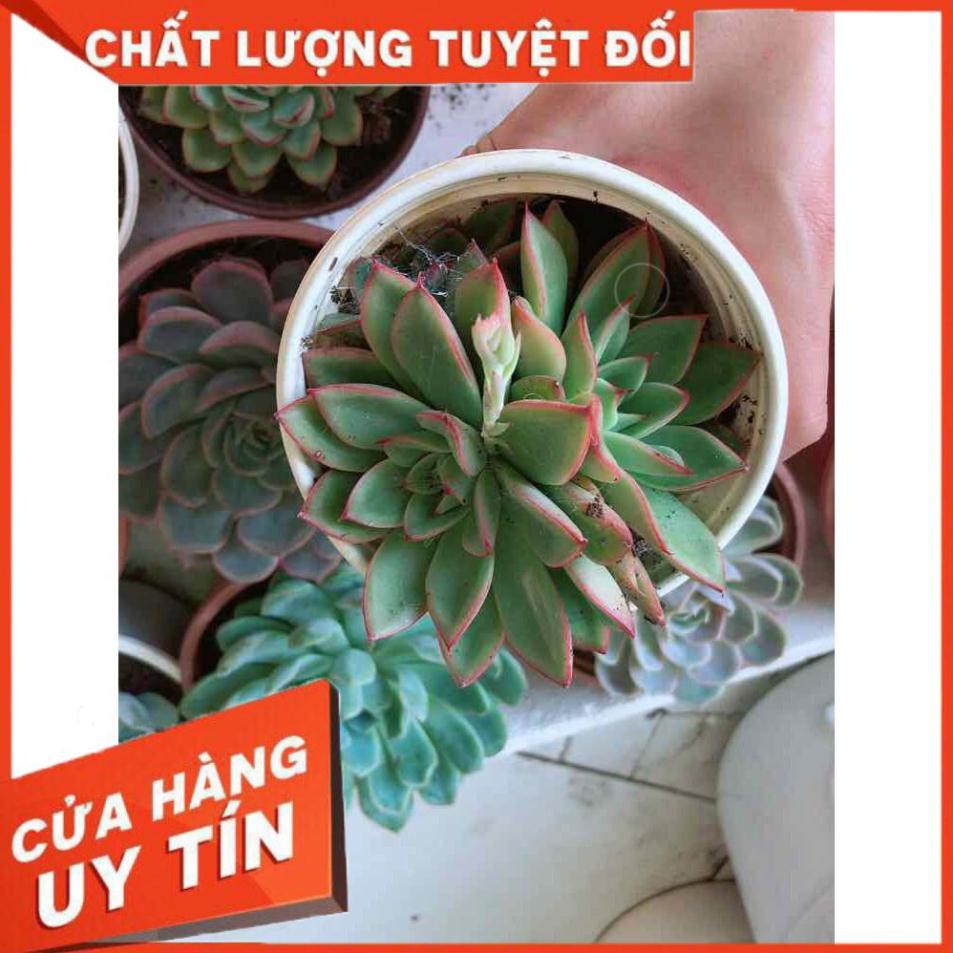 Sen đá viền lửa kèm chậu sứ trắng Nhiều Người Mua