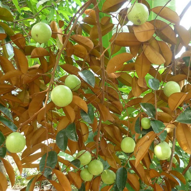 Cây giống vú sữa lò rèn