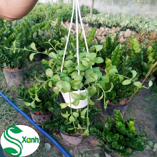 Chậu Treo Đô La