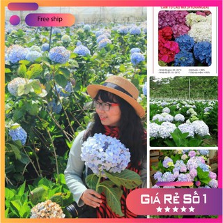 Hạt giống hoa cẩm tú cầu LUCKY SEEDS -10 hạt LUCKY.VN