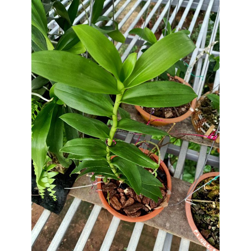 hoa lan phi điệp tím 1 ki