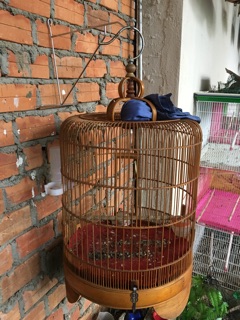 Móc treo tường lồng chim