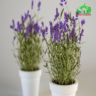 [SALE_1H] Hạt Giống Hoa Oải Hương ( Lavender) F1