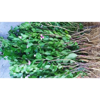 Cây hoa dừa cạn(cây lớn)
