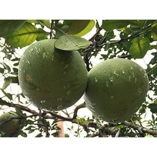 Cây giống bưởi đoan hùng