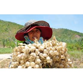 [Mã GROADO1 giảm 10K đơn 50K] Garlic - Bột Tỏi ướp thịt thơm ngon siêu sạch tăng sức đề kháng Hũ 120ml