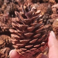 Quả Thông Tự Nhiên