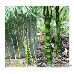 CÂY GIỐNG TRÚC ĐÙI GÀ HÀNG GỬI ĐI NGUYÊN CHẬU