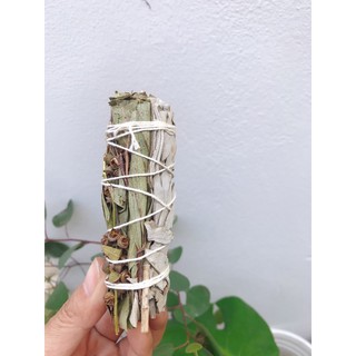 Bạch đàn / Bạch đàn & Xô thơm trắng (Eucalyptus / White sage & eucalyptus)