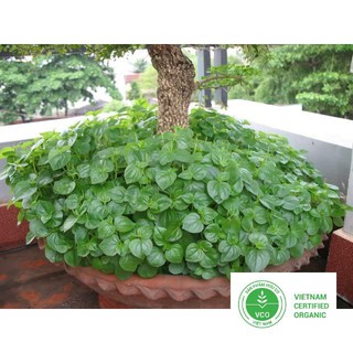 0.5g hạt giống rau càng cua thuthuy