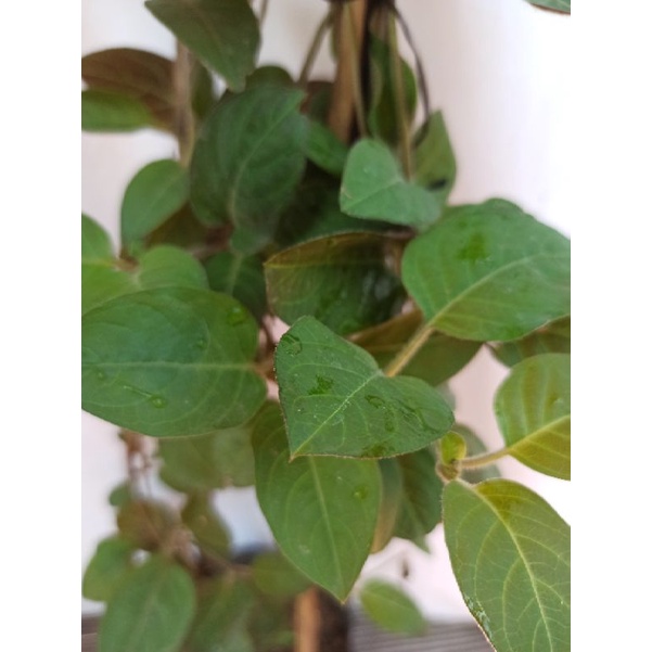 Cây lá mơ lông tím cao 1,2m rất thơm, cây lá mơ bền gốc, khỏe mạnh không sâu bệnh