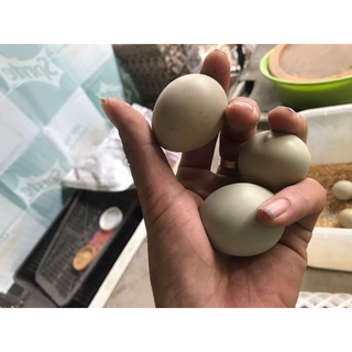50c trứng chim trĩ