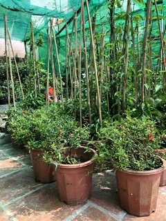 Cây hoa rạng đông