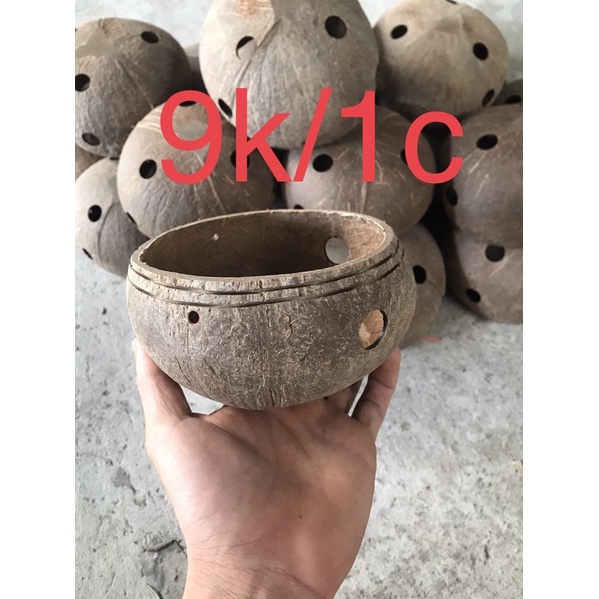 50 Chậu Gáo dừa trồng lan( tự nhiên )