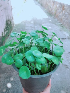 Cỏ Đồng Tiền