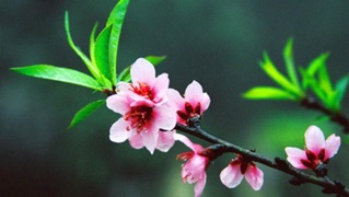 Gân Lá Hoa Đào