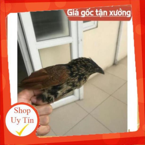 [Thanh Lý] --TT [Hàng Siêu Chất Lượng] Keo Bẫy Chim Keo Bẫy Chuyên Chim Cò Vạc 500g Hàng VIP Siêu Dính --TT