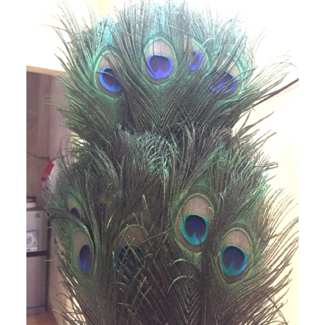 Combo 10 lông công xanh 95-100cm mắt đại