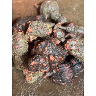 Cao Hà Thủ ô đỏ nhà làm