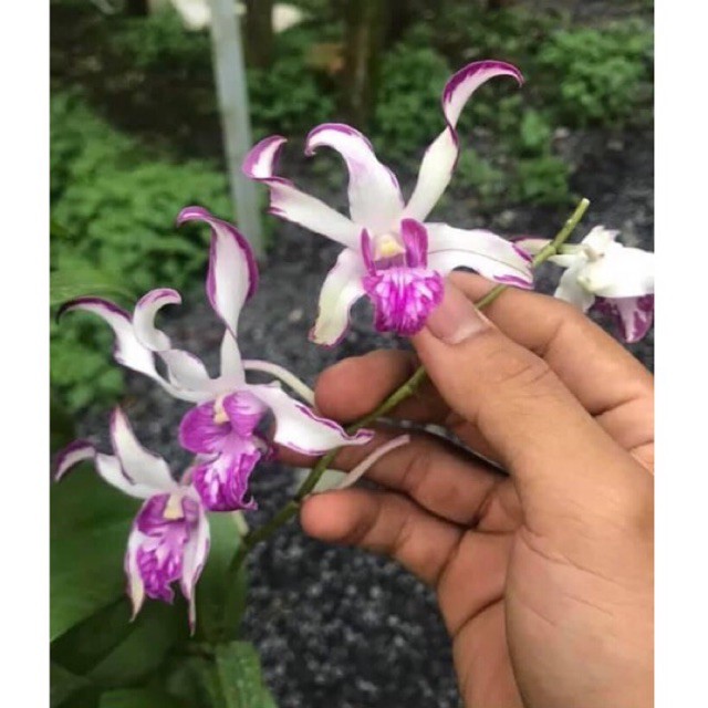 Hoa lan dendro nắng king hổ mang chớp