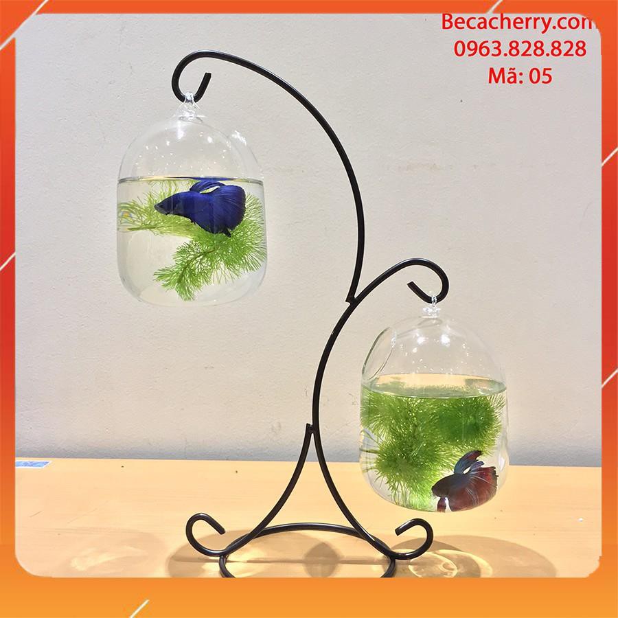 Bể Cá Treo Mini Hình Chữ X 05 ( Tặng kèm combo phụ kiện trang trí )