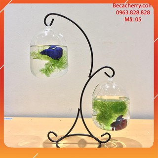 Bể Cá Treo Mini Hình Chữ X 05 ( Tặng kèm combo phụ kiện trang trí )