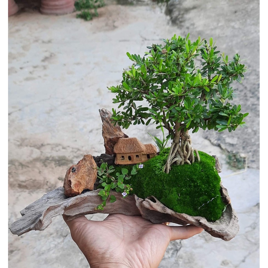 Rêu nhung  trải nền đắp chậu bonsai, tiểu cảnh, trang trí terrarium, hộp 1,5 tấc.