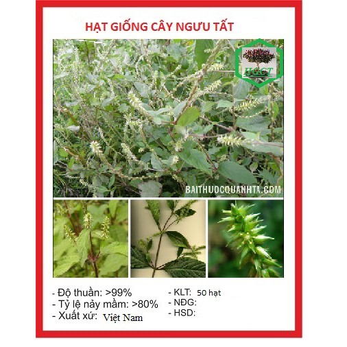 Hạt giống Cây Ngưu Tất ( cây dược liệu làm thuốc ) 50 hạt - DC