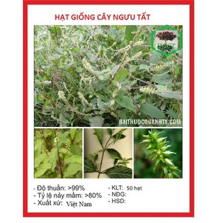 Hạt giống Cây Ngưu Tất ( cây dược liệu làm thuốc ) 50 hạt - DC