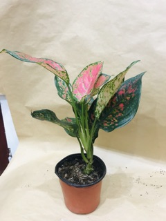 Cây vạn lộc
