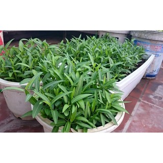 50g Hạt Giống Rau Muống F1
