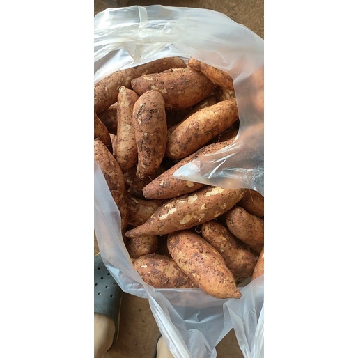 Khoai lang mật