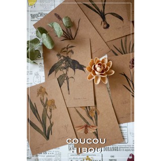 POSTCARD 30 TẤM GIẤY KRAFT-HOA LILY