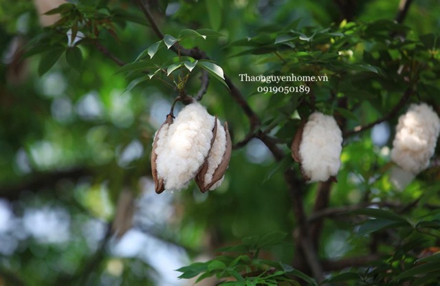 Gối đôi dài BÔNG GẠO tự nhiên/ vỏ gối cotton Hàn Quốc