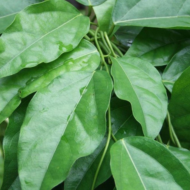 3 hạt lá móc mật 👉 ☘️ dễ nảy mầm 🌱 lên nhanh, nhiều lá