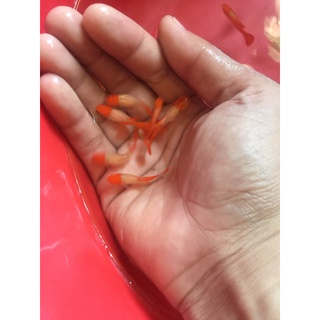 Cám cá guppy Koi Red Gen Ear + Tặng thùng xốp 30x20x10 chống thấm