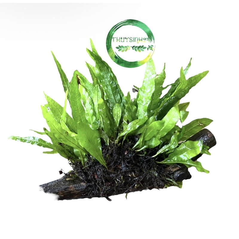 Dương xỉ Java cấy lên lũa - cây thuỷ sinh - cây thuỷ sinh không cần co2