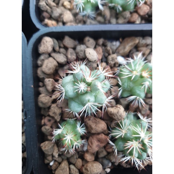 Xương rồng mami gai xoè - Cây ~3cm
