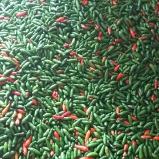 Ớt gió ( ớt cứt chuột)