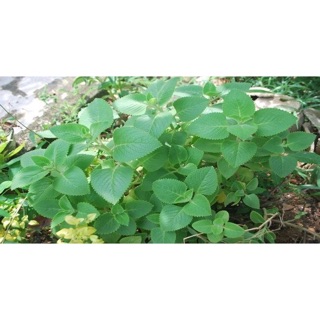 Cây húng chanh hoặc ( 100 gram lá )