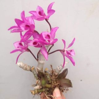 Trầm tím. Hàng tuyển. Đang nụ. 200k hình