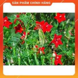 HẠT GIỐNG HOA TÓC TIÊN ĐỎ GÓI 10H