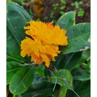 Cây mai cúc Vip bonsai - hoa siêu đẹp, gốc đẹp