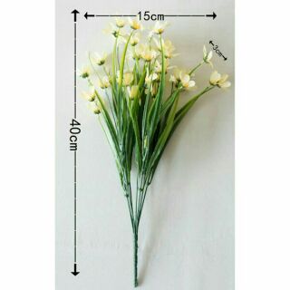 Hoa thuỷ tiên loai đẹp