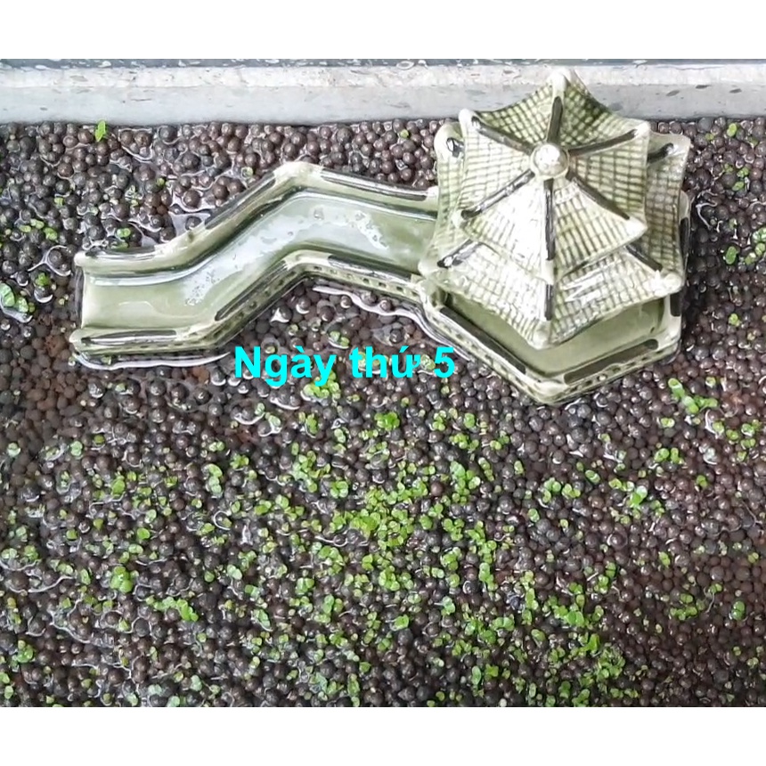 Hạt giống, hạt mầm thủy sinh: Cỏ ngọc trai lá lớn