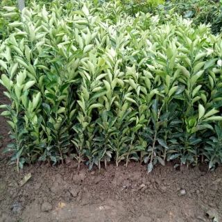 CÂY GIỐNG CAM CARA RUỘT ĐỎ