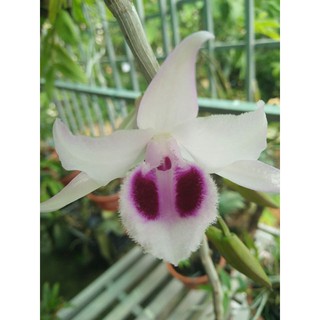 1 kie lan phi điệp