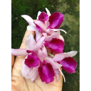 CHÂU NHƯ CHẬU TO SẮP HOA