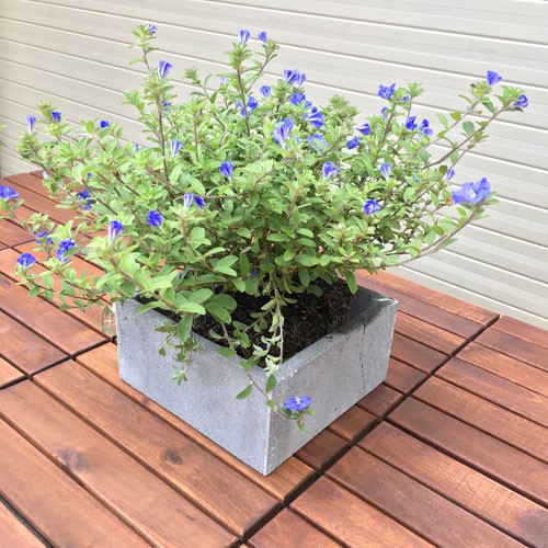 Chậu trồng cây 10x20x20cm đá ong xám tự nhiên trang trí bàn làm việc, ban công