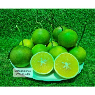 Cam xoàn miền tây